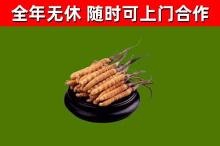 道里烟酒回收冬虫夏草.jpg