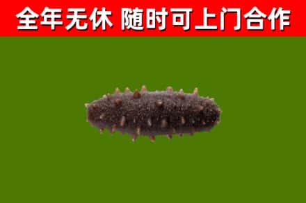 道里烟酒回收干海参.jpg
